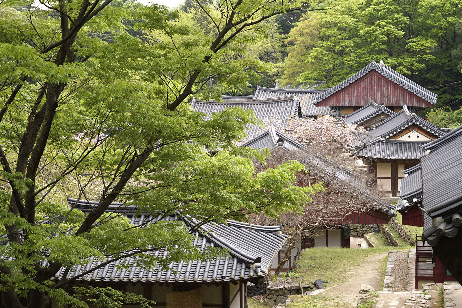 Double cherry blossoms at Gaesimsa Temple