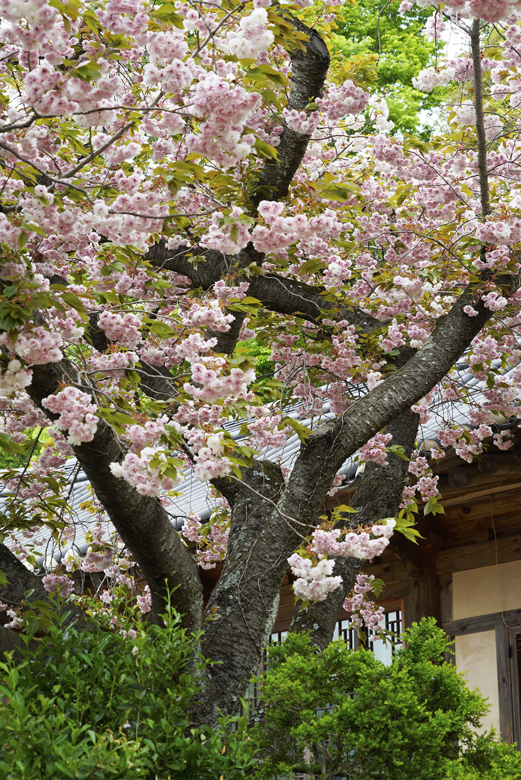 Cherry blossoms in Seosan Korea
