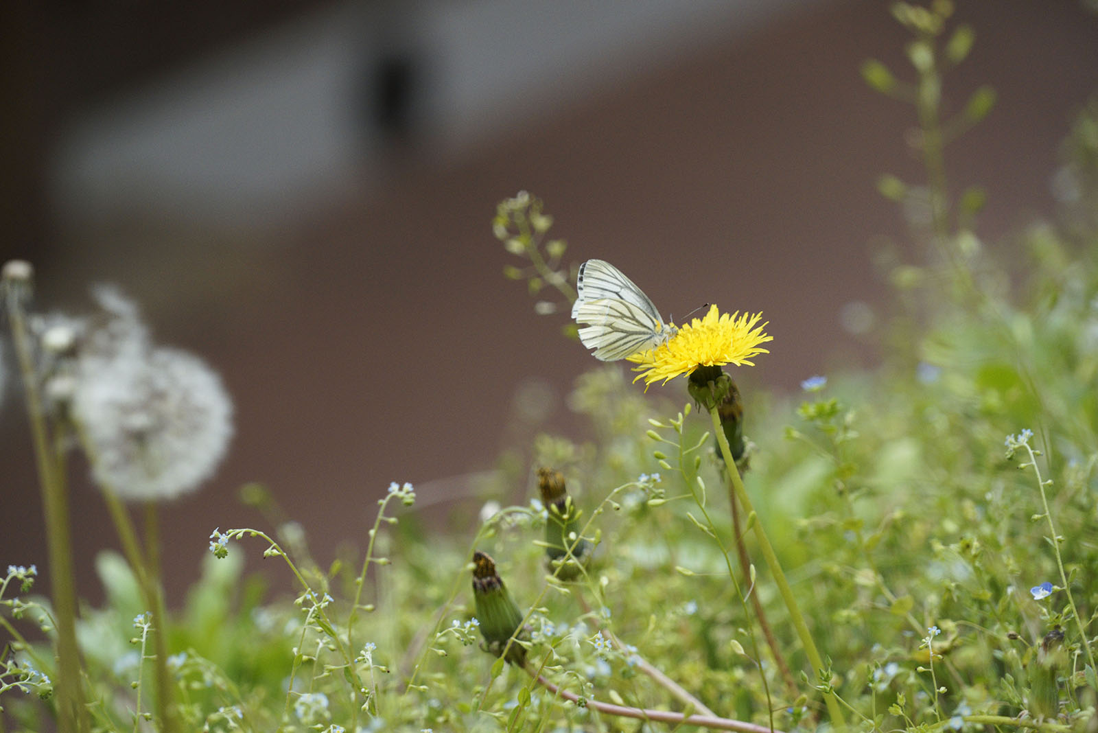 Gaesimsa Temple cherry blossom view