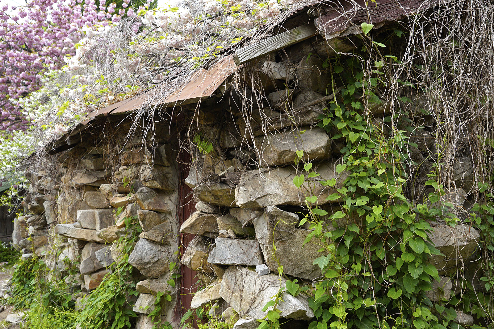 Spring flowers at Gaesimsa Temple Korea