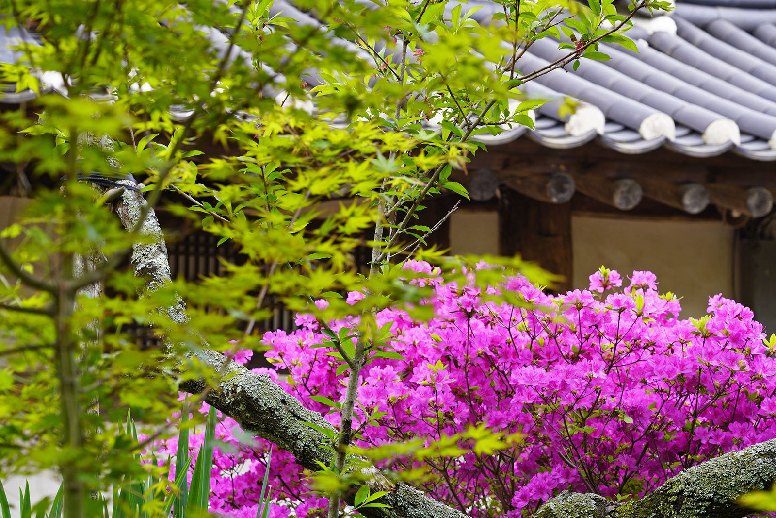 Beautiful cherry blossoms in Seosan